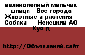 великолепный мальчик шпица - Все города Животные и растения » Собаки   . Ненецкий АО,Куя д.